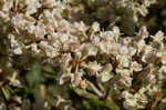 Dogtongue buckwheat